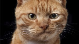 如何能让我的猫不当我的面做羞羞的事?